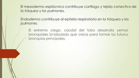 El mesodermo esplácnico contribuye cartílago y tejido conectivo de la tráquea y los pulmones. Endodermo contribuye al epitelio respiratorio en la tráquea.