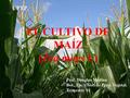 EL CULTIVO DE MAÍZ (Zea mays L)
