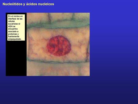 Nucleótidos y ácidos nucleicos. Componentes Componentes Bases nitrogenadas: portadoras de la información.