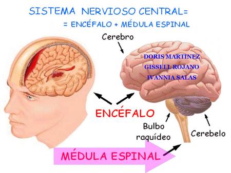 DORIS MARTINEZ GISSELL ROJANO IVANNIA SALAS. MEDULA ESPINAL Parte del SNC que se encuentra alojada en el interior del canal vertebral. Parte del SNC que.