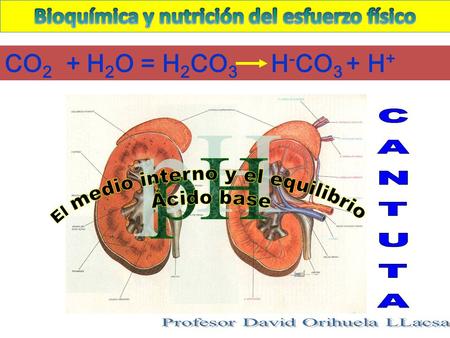 1 CO 2 + H 2 O = H 2 CO 3 H - CO 3 + H +. HOMEOSTASIS Dr. David Orihuela Llacsa B y NEF La respuesta fisiológica a este apremio ha sido el desarrollo.