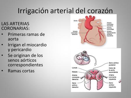 Irrigación arterial del corazón