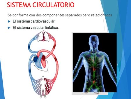 SISTEMA CIRCULATORIO Se conforma con dos componentes separados pero relacionados El sistema cardiovascular El sistema vascular linfático.