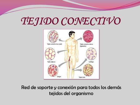 TEJIDO CONECTIVO Red de soporte y conexión para todos los demás tejidos del organismo.