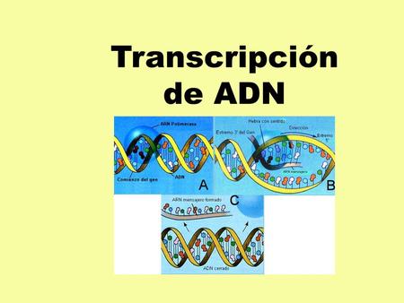 Transcripción de ADN. RNA Diferencias con el DNA –Constituido por una sola cadena de nucleótidos  puede adoptar muchas formas tridimensionales complejas.