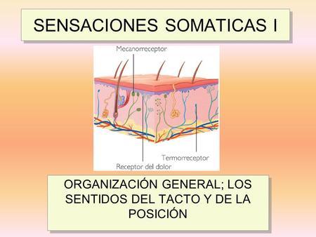 SENSACIONES SOMATICAS I ORGANIZACIÓN GENERAL; LOS SENTIDOS DEL TACTO Y DE LA POSICIÓN.
