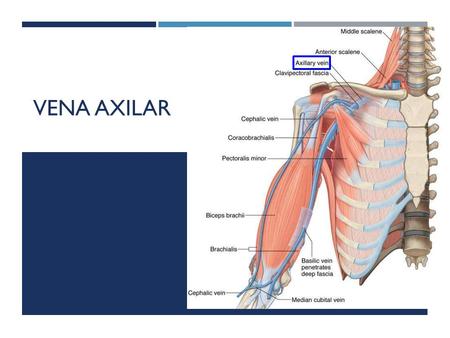 VENA AXILAR.