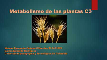 Metabolismo de las plantas C3 Manuel Fernando Farigua Cifuentes 201411029 Carlos Eduardo Rodriguez Universidad pedagógica y tecnológica de Colombia.