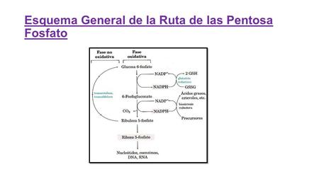 Esquema General de la Ruta de las Pentosa Fosfato.