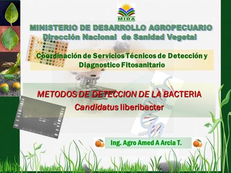 METODOS DE DETECCION DE LA BACTERIA Candidatus liberibacter Coordinación de Servicios Técnicos de Detección y Diagnostico Fitosanitario.