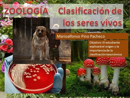 Marioalfonso Pino Pacheco Objetivo: El estudiante explicará el origen y la importancia de la clasificación taxonómica.