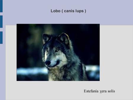 Lobo ( canis lups ) Estefanía vera solís. descripción Los lobos miden entre uno y dos metros y su color puede ser de blanco a negro, con combinaciones.