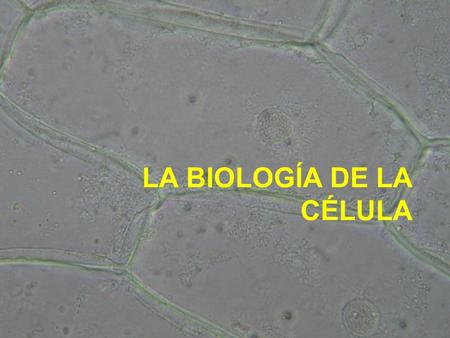 LA BIOLOGÍA DE LA CÉLULA. LA TEORÍA CELULAR 1.Todos los organismos están formados por una o más células. 2.La célula es la unidad básica de estructura.