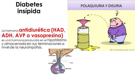 Diabetes insípida La hormona antidiurética (HAD, ADH, AVP o vasopresina) es una hormona producida en el hipotálamo y almacenada en sus terminaciones a.