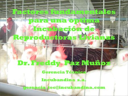 Factores fundamentales para una optima Incubación de Reproductoras Livianas Dr. Freddy Paz Muñoz Gerencia Técnica Incubandina s.a.