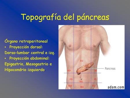 Topografía del páncreas Órgano retroperitoneal Proyección dorsal: Dorso-lumbar central e izq. Proyección abdominal: Epigastrio, Mesogastrio e Hipocondrio.
