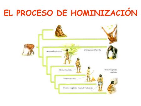 EL PROCESO DE HOMINIZACIÓN. El cortejo en las palomas Apareamiento en el ciervo volante.