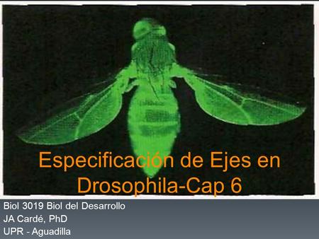 Especificación de Ejes en Drosophila-Cap 6 Biol 3019 Biol del Desarrollo JA Cardé, PhD UPR - Aguadilla.