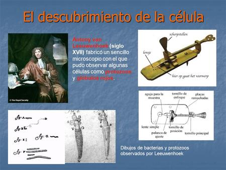 El descubrimiento de la célula Antony van Leeuwenhoek (siglo XVII) fabricó un sencillo microscopio con el que pudo observar algunas células como protozoos.