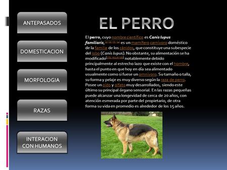 DOMESTICACION MORFOLOGIA RAZAS INTERACION CON HUMANOS ANTEPASADOS El perro, cuyo nombre científico es Canis lupus familiaris, [1] [2] [3] [4] es un mamífero.