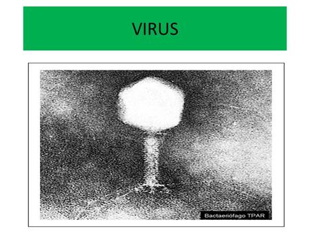 VIRUS. Virus En biología, un virus (del latín virus, «toxina» o «veneno») es un agente infeccioso microscópico que sólo puede multiplicarse dentro de.
