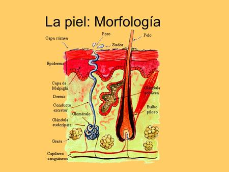 La piel: Morfología.