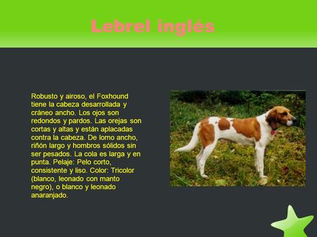 Robusto y airoso, el Foxhound tiene la cabeza desarrollada y cráneo ancho. Los ojos son redondos y pardos. Las orejas son cortas y altas y están aplacadas.