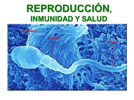 REPRODUCCIÓN, INMUNIDAD Y SALUD. INDICE ● 1. El aparato reproductor femenino. ● 2. El ciclo menstrual femenino. ● 3. El aparato reproductor masculino.