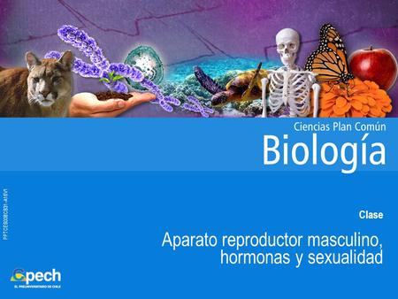 PPTCES008CB31-A16V1 Clase Aparato reproductor masculino, hormonas y sexualidad.