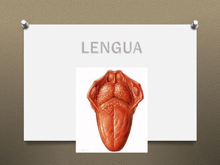 O Es un órgano muscular móvil. O Ubicada en la cavidad oral y en la oro-faringe. O Participa en la masticación, gusto, deglución lenguaje y limpieza oral.