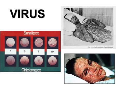 VIRUS. Virus Tamaño Los virus son estructuras extraordinariamente pequeñas. Su tamaño oscila entre los 24 nanómetros del virus de la fiebre aftosa a.