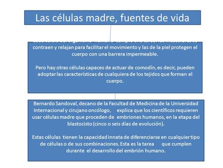 Las células madre, fuentes de vida Cada célula del organismo humano cumple una tarea: las musculares se contraen y relajan para facilitar el movimiento.