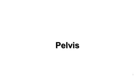 Pelvis.