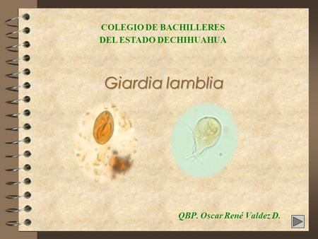 Giardia lamblia QBP. Oscar René Valdez D. COLEGIO DE BACHILLERES DEL ESTADO DECHIHUAHUA.