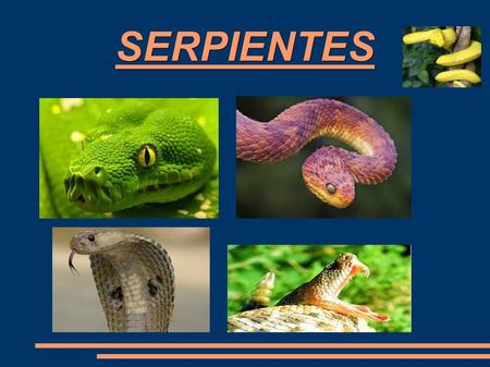 SERPIENTES. ● Las serpientes se caracterizan por la ausencia de extremidades y por su cuerpo alargado. ● Algunas possen mordeduras venenosas, otras son.