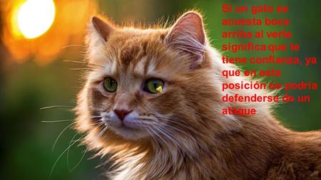 Si un gato se acuesta boca arriba al verte significa que te tiene confianza, ya que en esta posición no podría defenderse de un ataque.