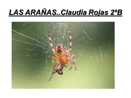 LAS ARAÑAS..Claudia Rojas 2ºB