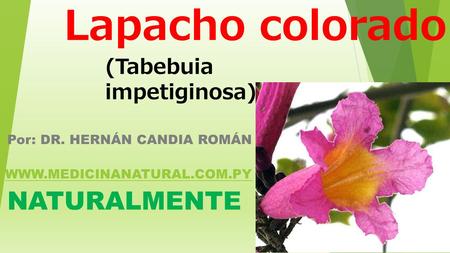 Lapacho colorado Por: DR. HERNÁN CANDIA ROMÁN  NATURALMENTE (Tabebuia impetiginosa)
