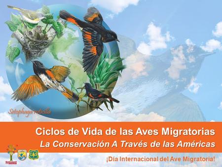 Ciclos de Vida de las Aves Migratorias La Conservación A Través de las Américas ¡Día Internacional del Ave Migratoria!