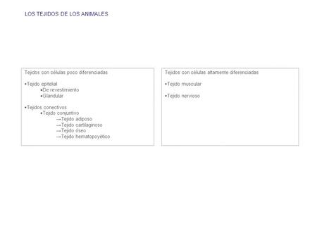 LOS TEJIDOS DE LOS ANIMALES Tejidos con células altamente diferenciadas  Tejido muscular  Tejido nervioso Tejidos con células poco diferenciadas  Tejido.