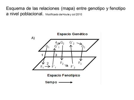 Esquema de las relaciones (mapa) entre genotipo y fenotipo a nivel poblacional. Modificado de Houle y col 2010.