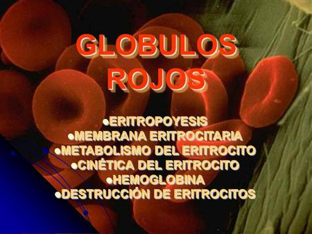GLOBULOS ROJOS ERITROPOYESIS ERITROPOYESIS MEMBRANA ERITROCITARIA MEMBRANA ERITROCITARIA METABOLISMO DEL ERITROCITO METABOLISMO DEL ERITROCITO CINÉTICA.