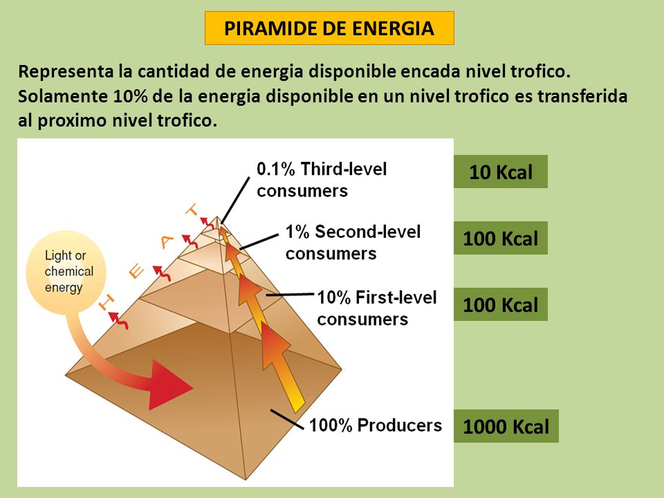 cadenas alimentarias piramides ecologicas utilice la cadena alimenticia para contestar las cadenas alimentarias piramides ecologicas utilice la cadena alimenticia para contestar las