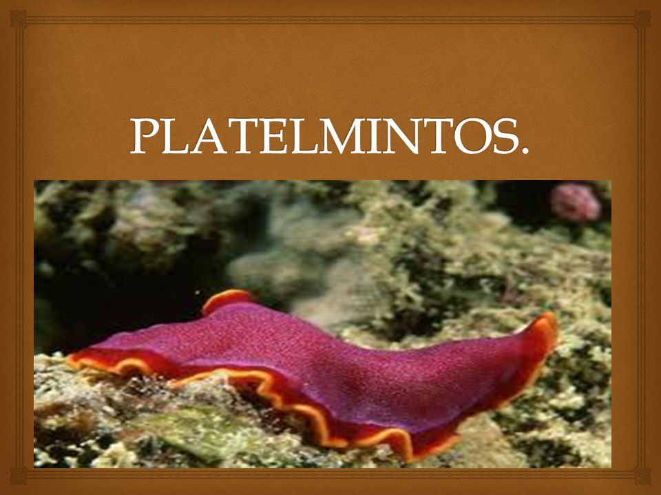 Les plathelminthes ppt. mamifere ppt | clau_bio |