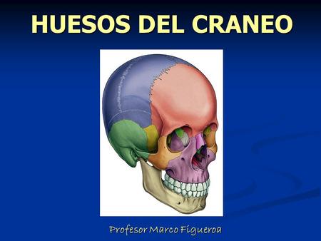 HUESOS DEL CRANEO Profesor Marco Figueroa Profesor Marco Figueroa.