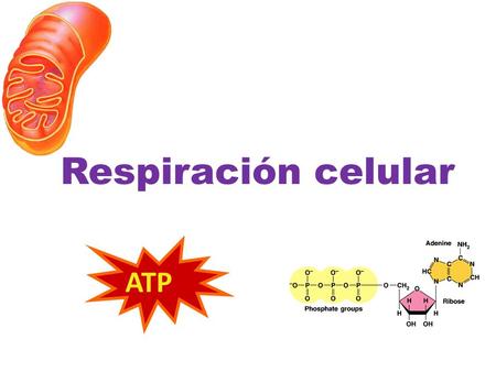 Respiración celular ATP ¿ Para qué necesitamos energía? Reproducción desplazamiento control de temperatura para dividirse cambiar de forma.