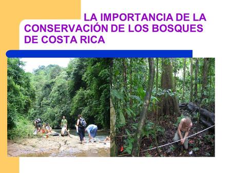 LA IMPORTANCIA DE LA CONSERVACIÓN DE LOS BOSQUES DE COSTA RICA.