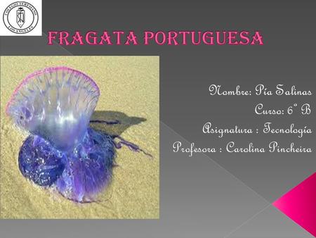  Desde Arica hasta Ancud se han registrado avistamientos de la medusa Fragata Portuguesa, por esa razón las autoridades prohibieron bañarse en diversas.