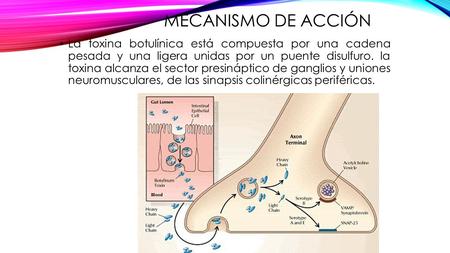 Mecanismo de acción La toxina botulínica está compuesta por una cadena pesada y una ligera unidas por un puente disulfuro. la toxina alcanza el sector.