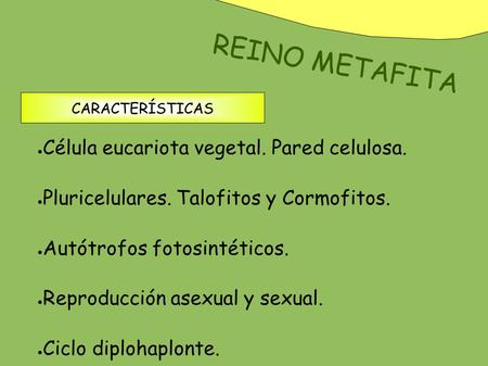 CARACTERÍSTICAS ● Célula eucariota vegetal. Pared celulosa. ● Pluricelulares. Talofitos y Cormofitos. ● Autótrofos fotosintéticos. ● Reproducción asexual.